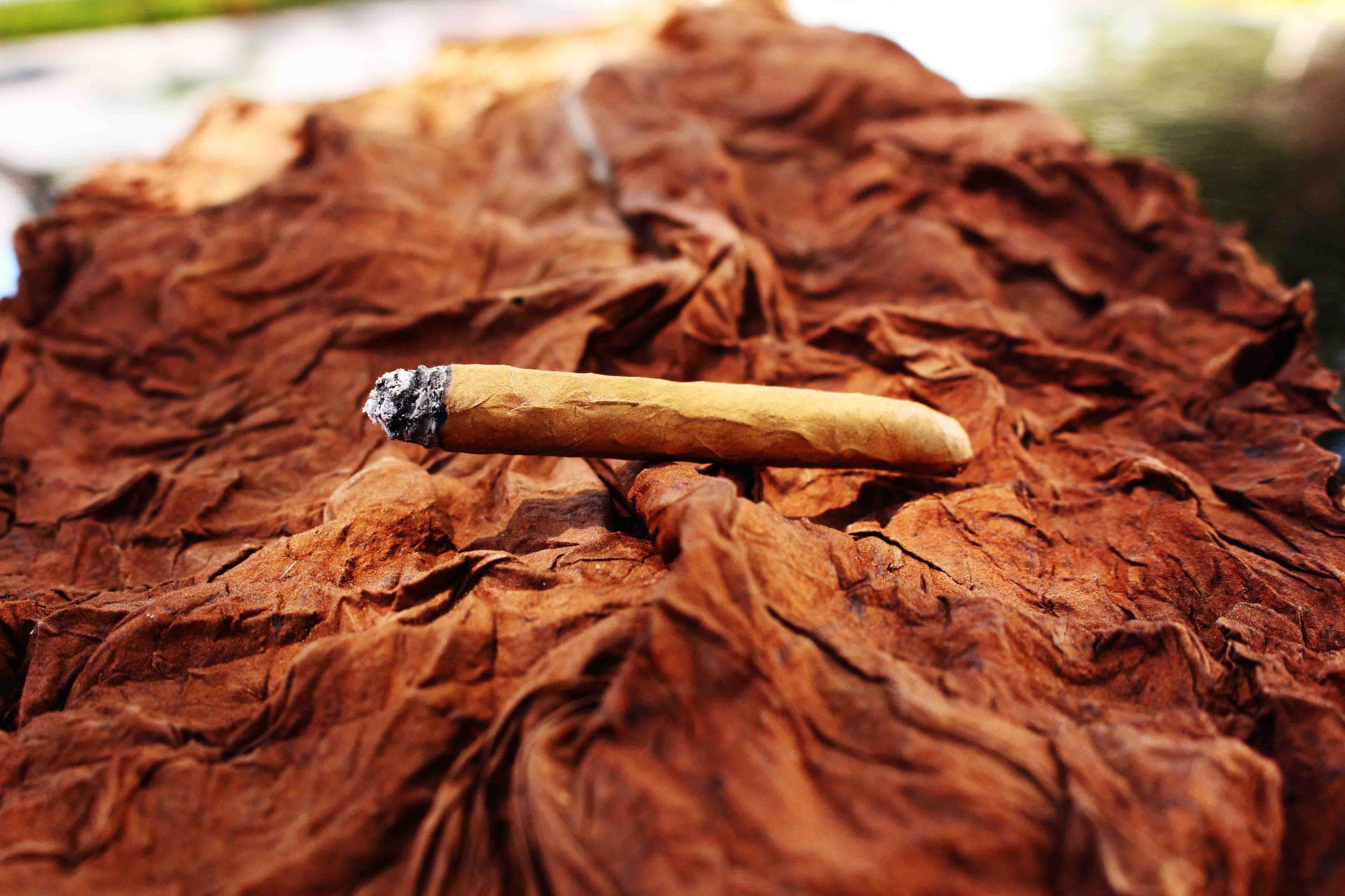 Roll with Grabba Leaf | High-Quality Cigar Wraps & Rolling Papers